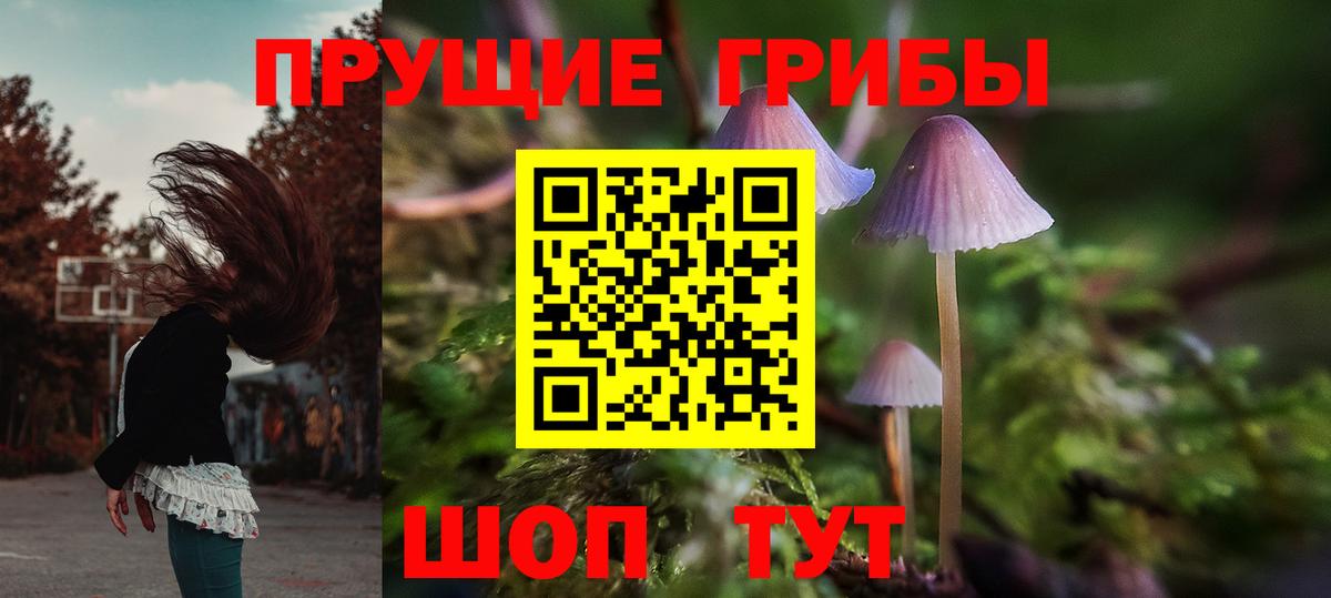 Псилоцибиновые грибы Psilocybe Можга